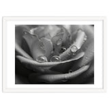 Ethereal Monochromatic Rose Petal Macro thumbnail