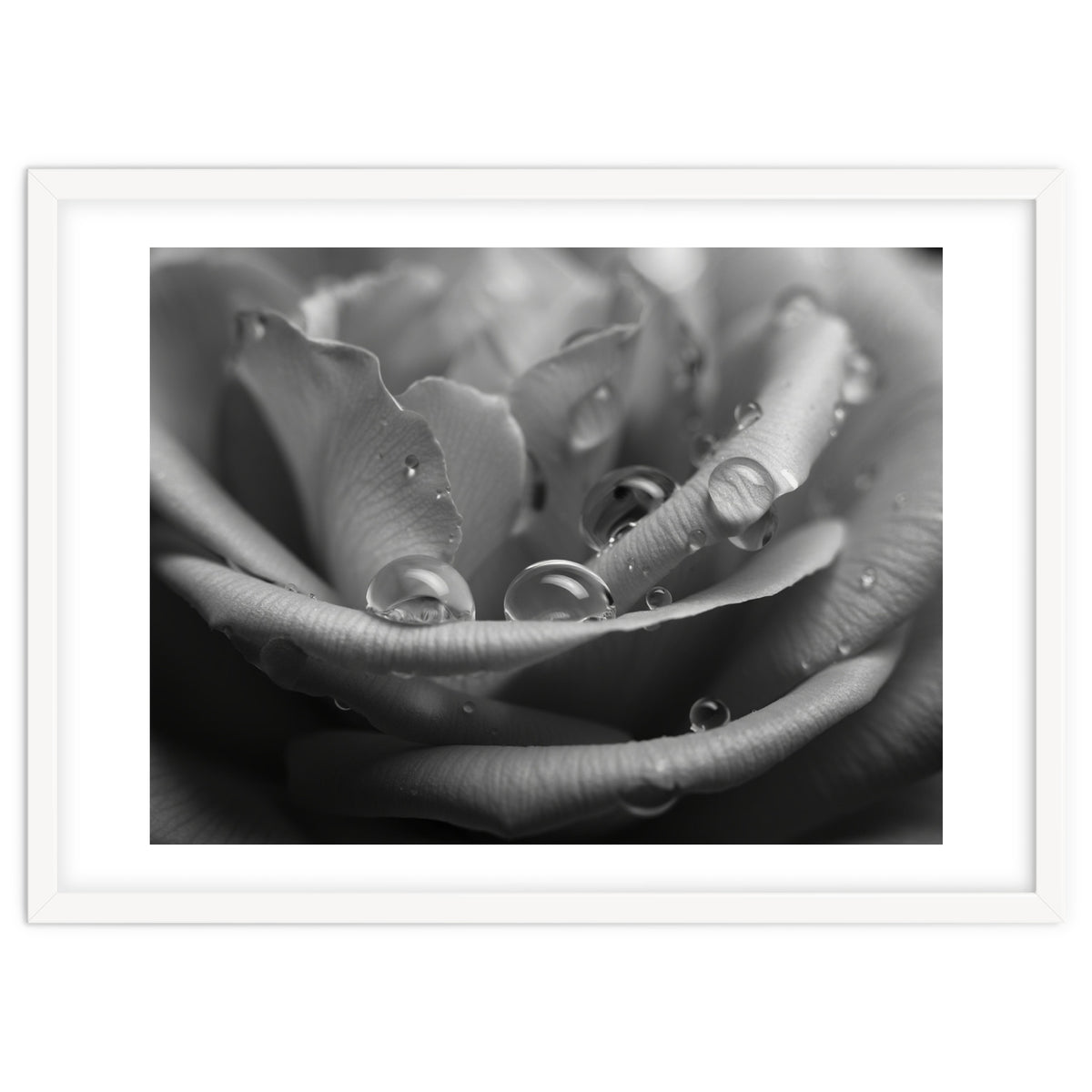 Ethereal Monochromatic Rose Petal Macro