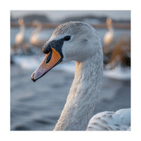 Majestic Swan Portrait In Snowy Waters (Print Only)