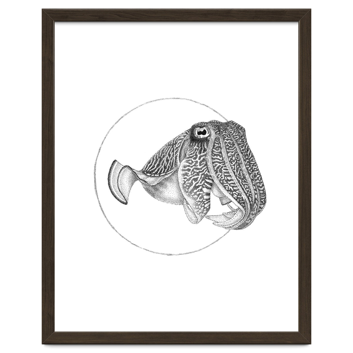 The Fascinating Cuttlefish