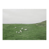 A flock of Sheep in the Green Hill - Iceland  (Print Only) thumbnail