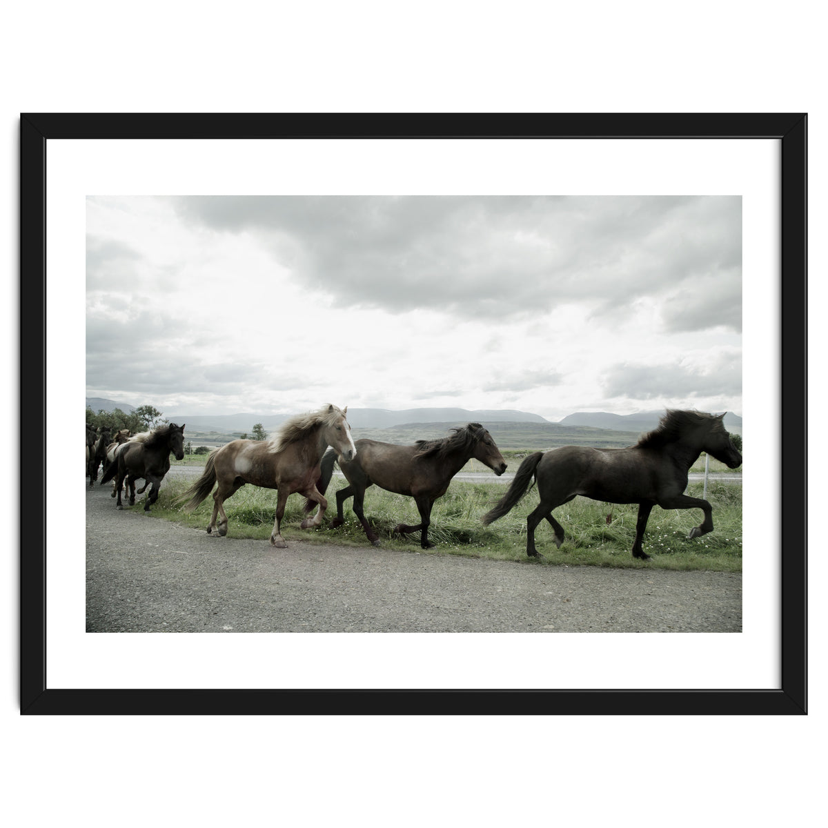 Running horses - Iceland