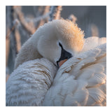 Close Up Of A Swan Covered In Frost And Dew (Print Only) thumbnail