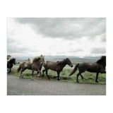 Running horses - Iceland (Print Only) thumbnail