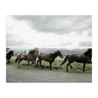 Running horses - Iceland (Print Only)