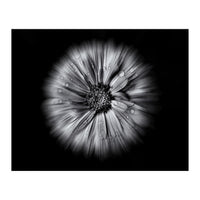 Backyard Flowers In Black And White No 10 Flow Version (Print Only)