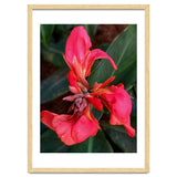 Red Indian Shot Flower thumbnail