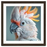 Salmon Crested Cockatoo Close Up Portrait thumbnail