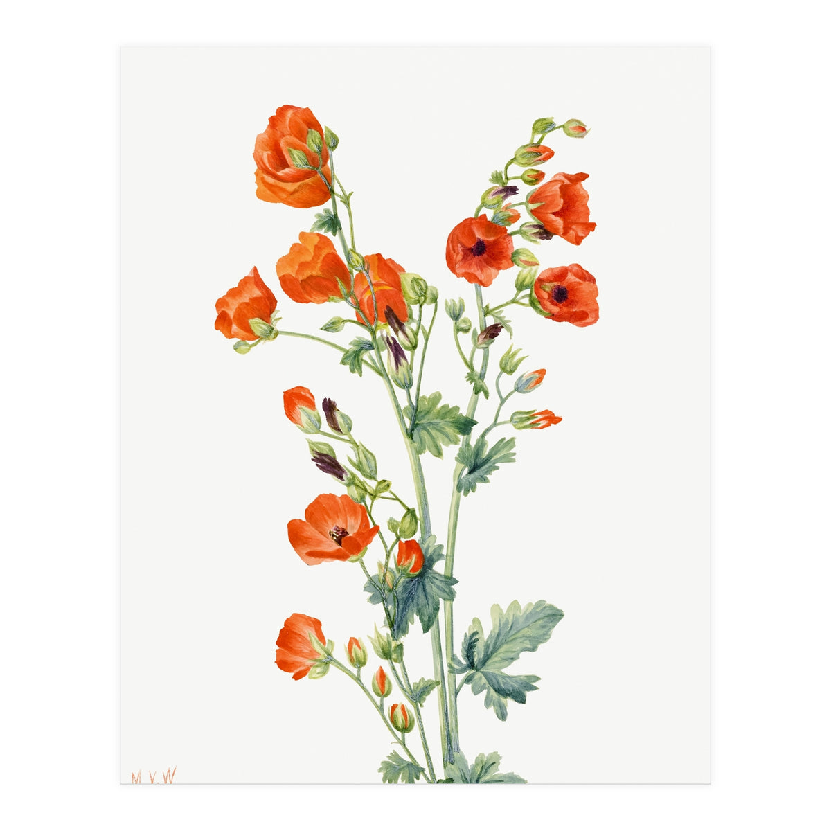 Mary Vaux Walcott – Scarlet Globe Mallow (Sphaeralcea grossulariaefolia) (1927) (Print Only)