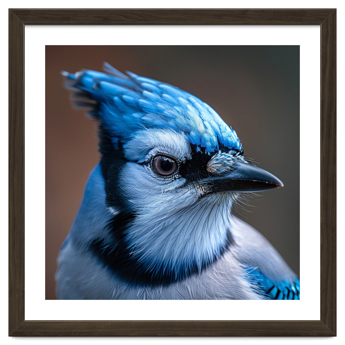 Close Up Portrait Of A Blue Jay Bird