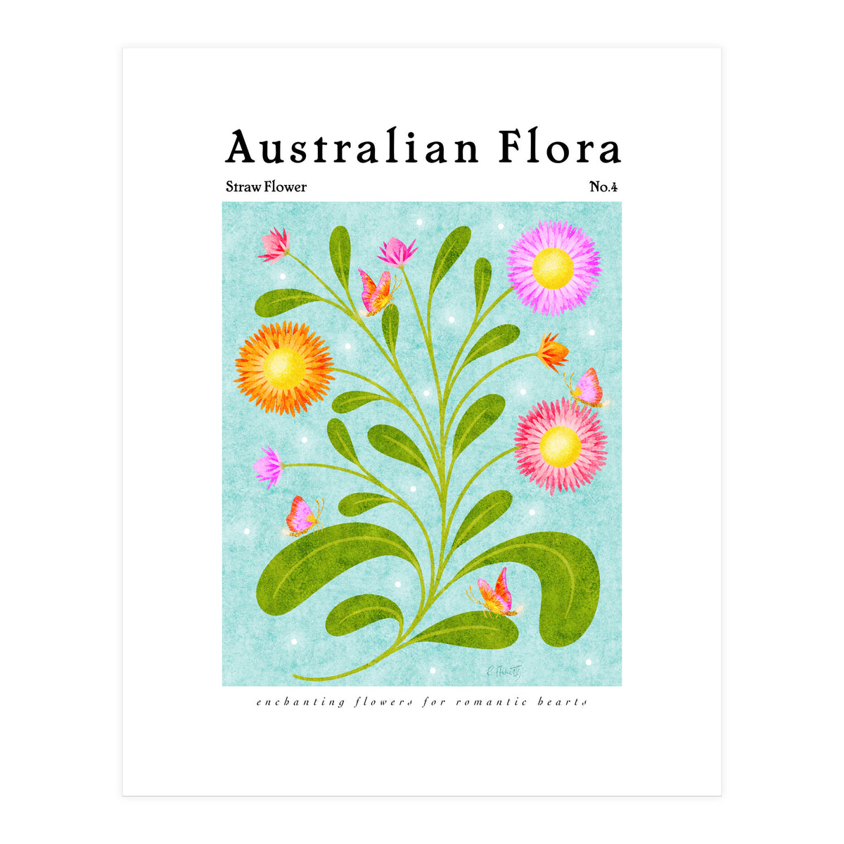 Australian Flora: Straw Flower (Print Only)