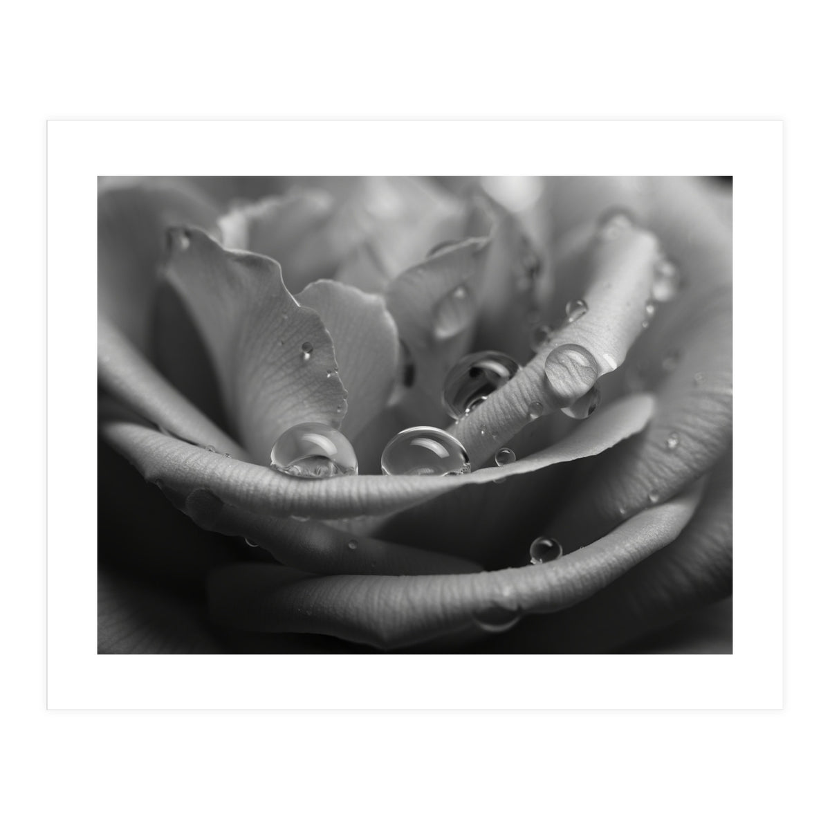 Ethereal Monochromatic Rose Petal Macro (Print Only)