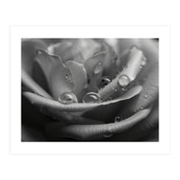 Ethereal Monochromatic Rose Petal Macro (Print Only)