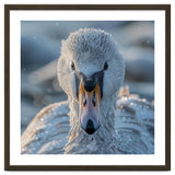 Close Up Of A Swan In Frost Winter Bird Close Up thumbnail