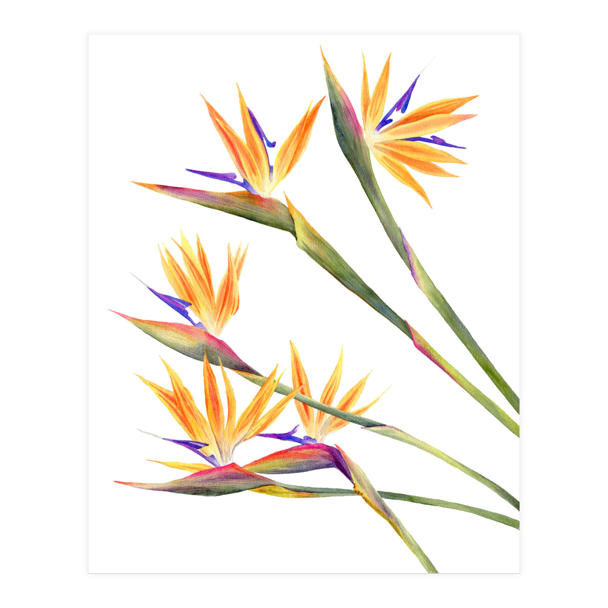 Strelitzien (Print Only)