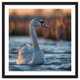 Elegant Swan Gliding On Water At Sunset thumbnail