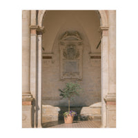 Sacred Olive Tree at the Cathedral (Print Only)