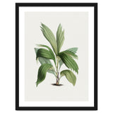 Areca Palm (Hand Drawn Botanical Illustration) thumbnail