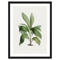 Areca Palm (Hand Drawn Botanical Illustration)