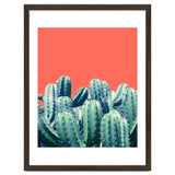 Cactus On Coral thumbnail