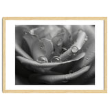 Ethereal Monochromatic Rose Petal Macro thumbnail