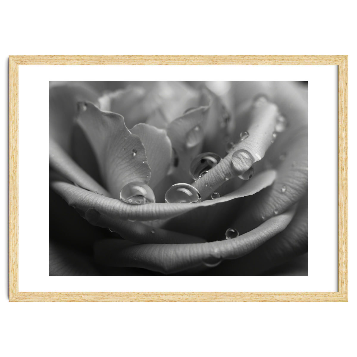 Ethereal Monochromatic Rose Petal Macro