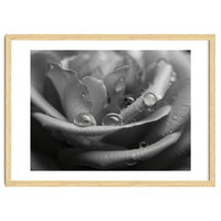 Ethereal Monochromatic Rose Petal Macro