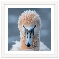 Majestic Swan Covered In Frost And Snow