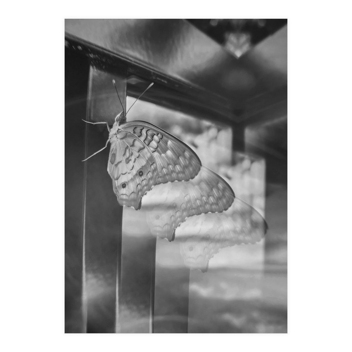 Evolving | Black & White (Print Only)