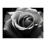 Ethereal Monochromatic Rose Petal Macro (Print Only) thumbnail