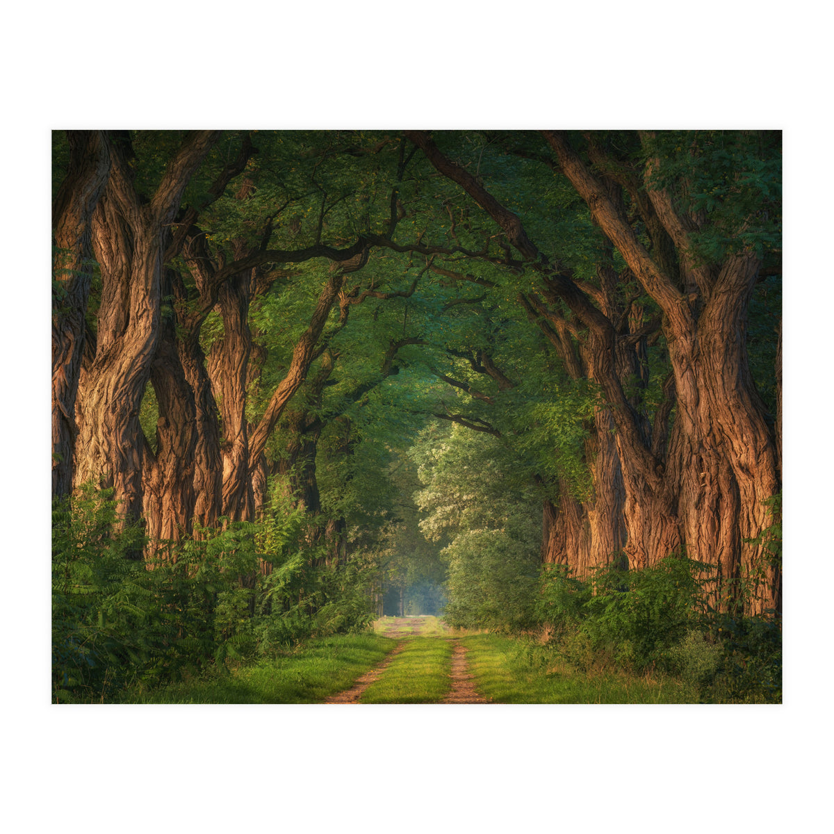 Soft morning light (Print Only)