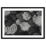 Hydrangeas | Black & White Landscape thumbnail