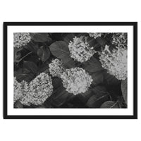 Hydrangeas | Black & White Landscape