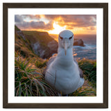 Albatross Bird On Grassy Cliff At Sunset thumbnail