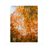 Autumn Leaves (Print Only) thumbnail