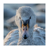 Close Up Of A Swan In Frost Winter Bird Close Up (Print Only) thumbnail