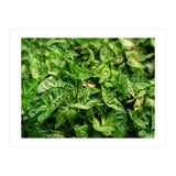 Green Arrow Head Plant Leaves (Print Only) thumbnail