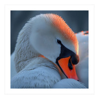 Close Up Of A White Swan With Water Droplets (Print Only)