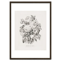 Currier & Ives – Rose of May (1870)
