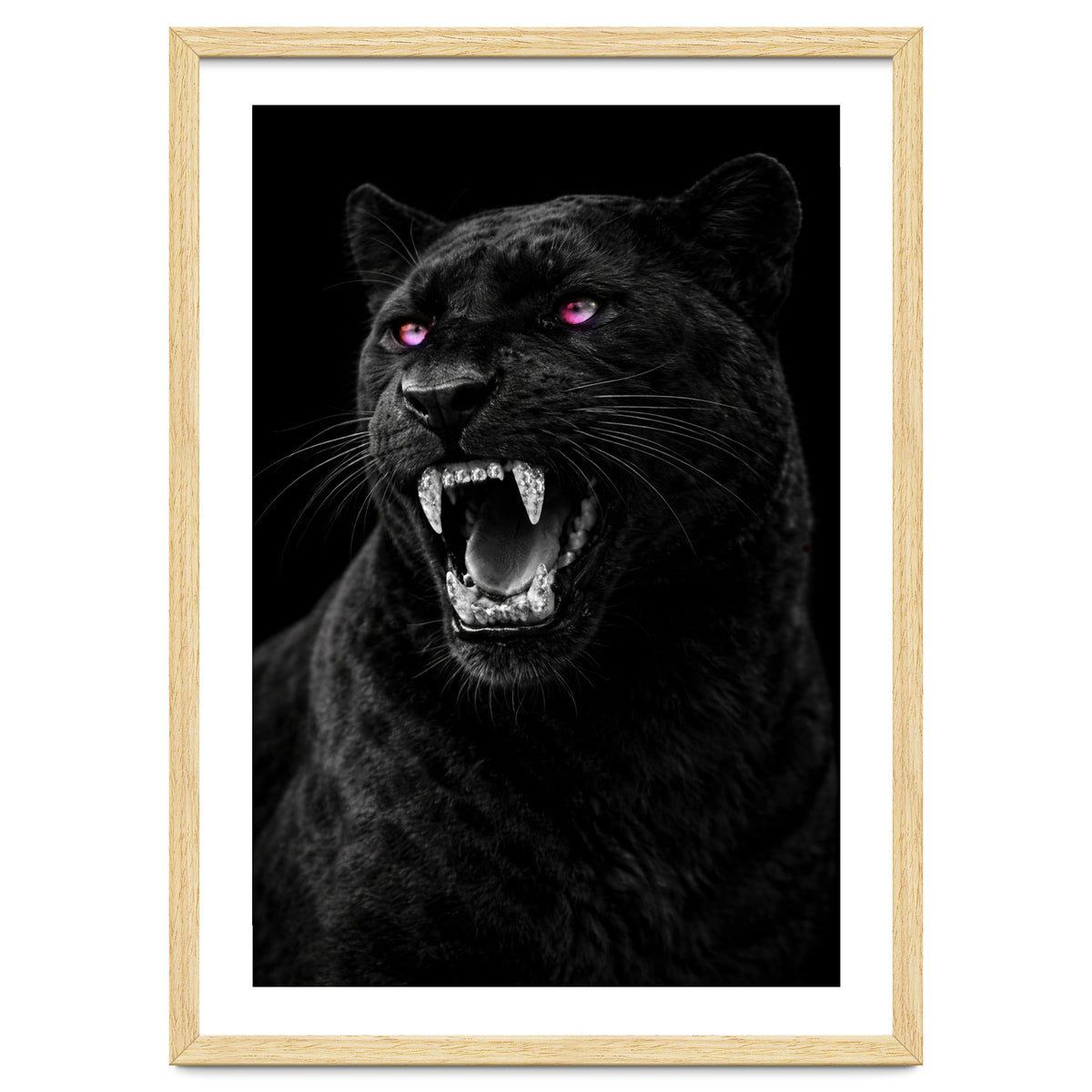 Black leopard with colorful eyes portrait