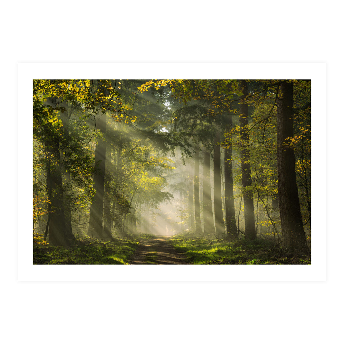Sunrays in a Dutch forest (Print Only)