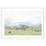 Relaxing horses on a sunny day calm field - Iceland thumbnail