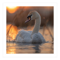 Majestic Swan Swimming At Sunrise Serene Water (Print Only)
