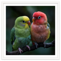 Two Lovebirds Sitting Together On A Branch