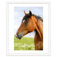 Horse Portrait