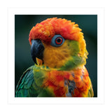 Sun Conure Parrot Close Up Eye  (Print Only) thumbnail