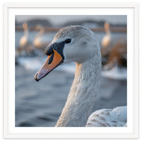 Majestic Swan Portrait In Snowy Waters
