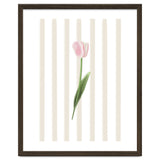 Single Tulip thumbnail
