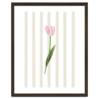 Single Tulip
