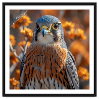 Close Up Of A Kestrel Bird Of Prey